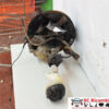MONTANTE SOSPENSIONE ANT. SX TOYOTA Rav4 4° Serie (05>09)